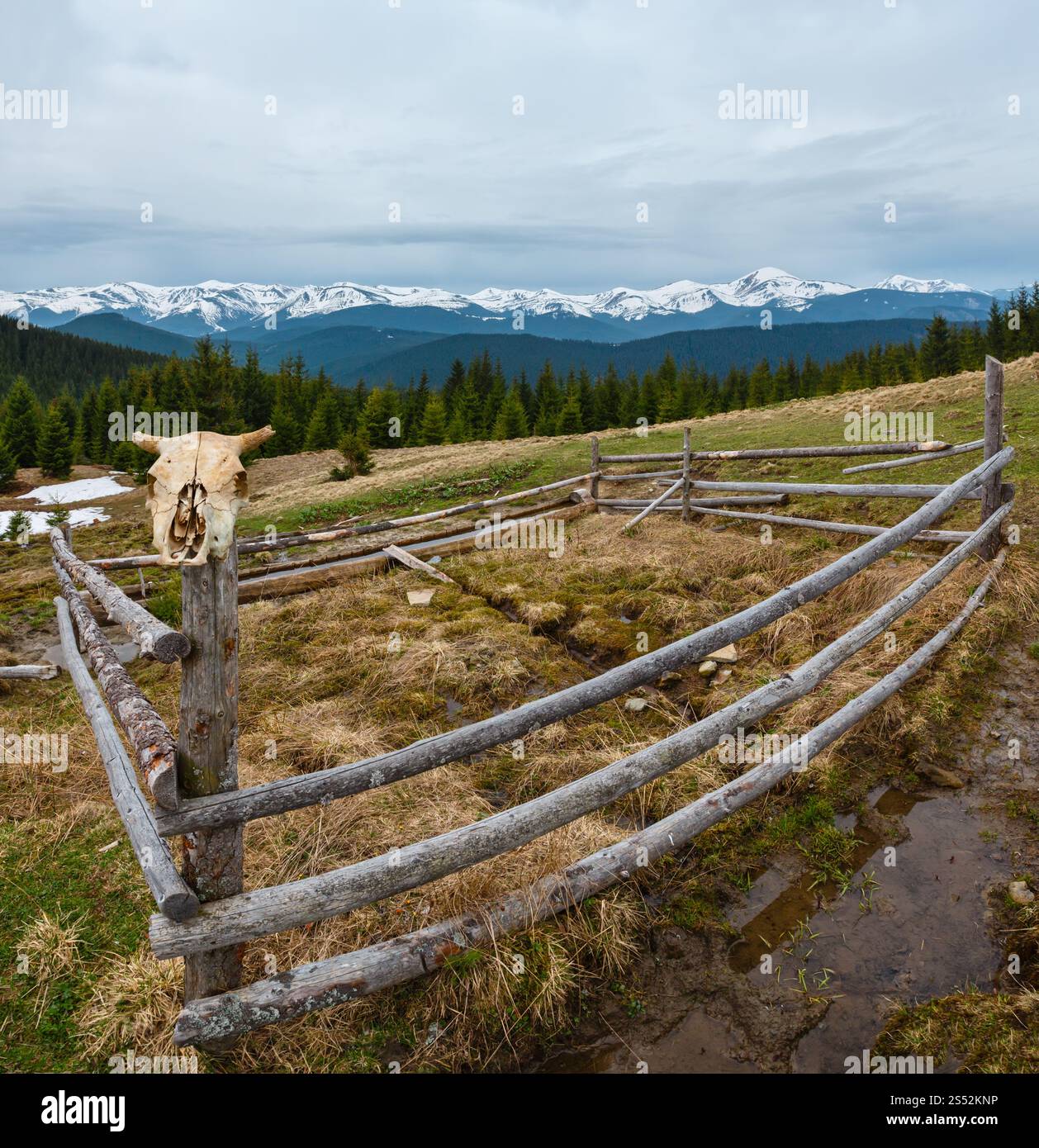 Carpates printemps paysage avec des sommets couverts de neige des Chornohora ridge de loin, de l'Ukraine. Zone agricole clôturé avec de l'eau printemps et buveur. Banque D'Images