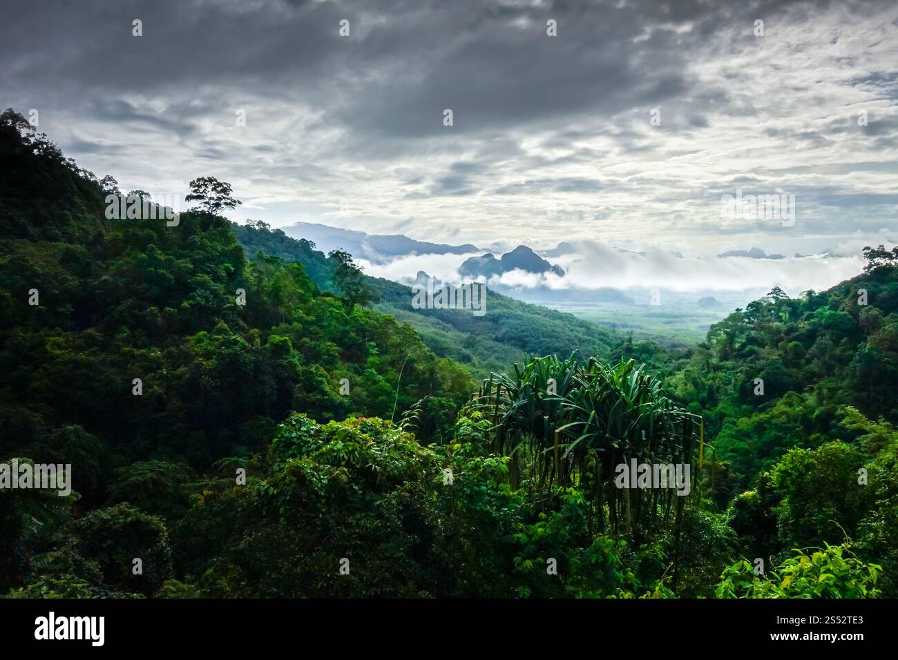 Parc national de Khao Sok paysage de jungle, Thaïlande. Paysage du parc national de Khao Sok, Thaïlande Banque D'Images