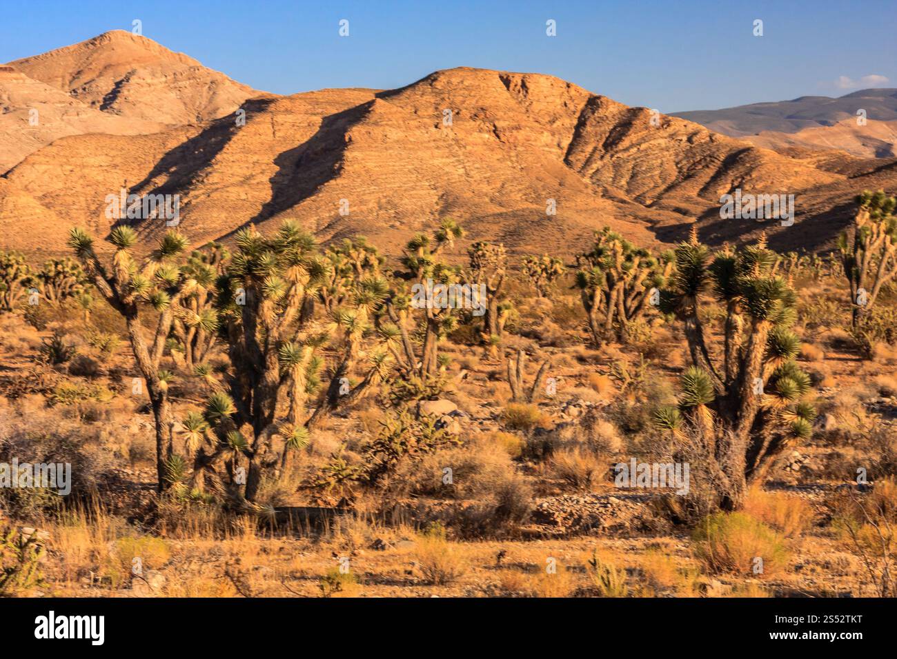 Un paysage désertique avec un grand groupe de cactus. Le soleil se couche, projetant une lueur chaude sur la scène. Les montagnes en arrière-plan ajoutent un sens de Banque D'Images