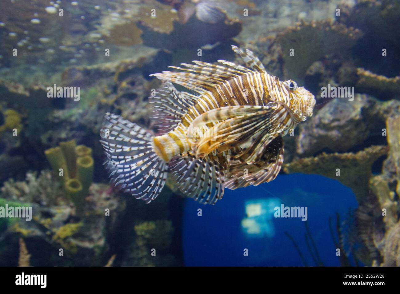 Un poisson avec un objet bleu dans sa bouche. Le poisson nage dans un aquarium Banque D'Images