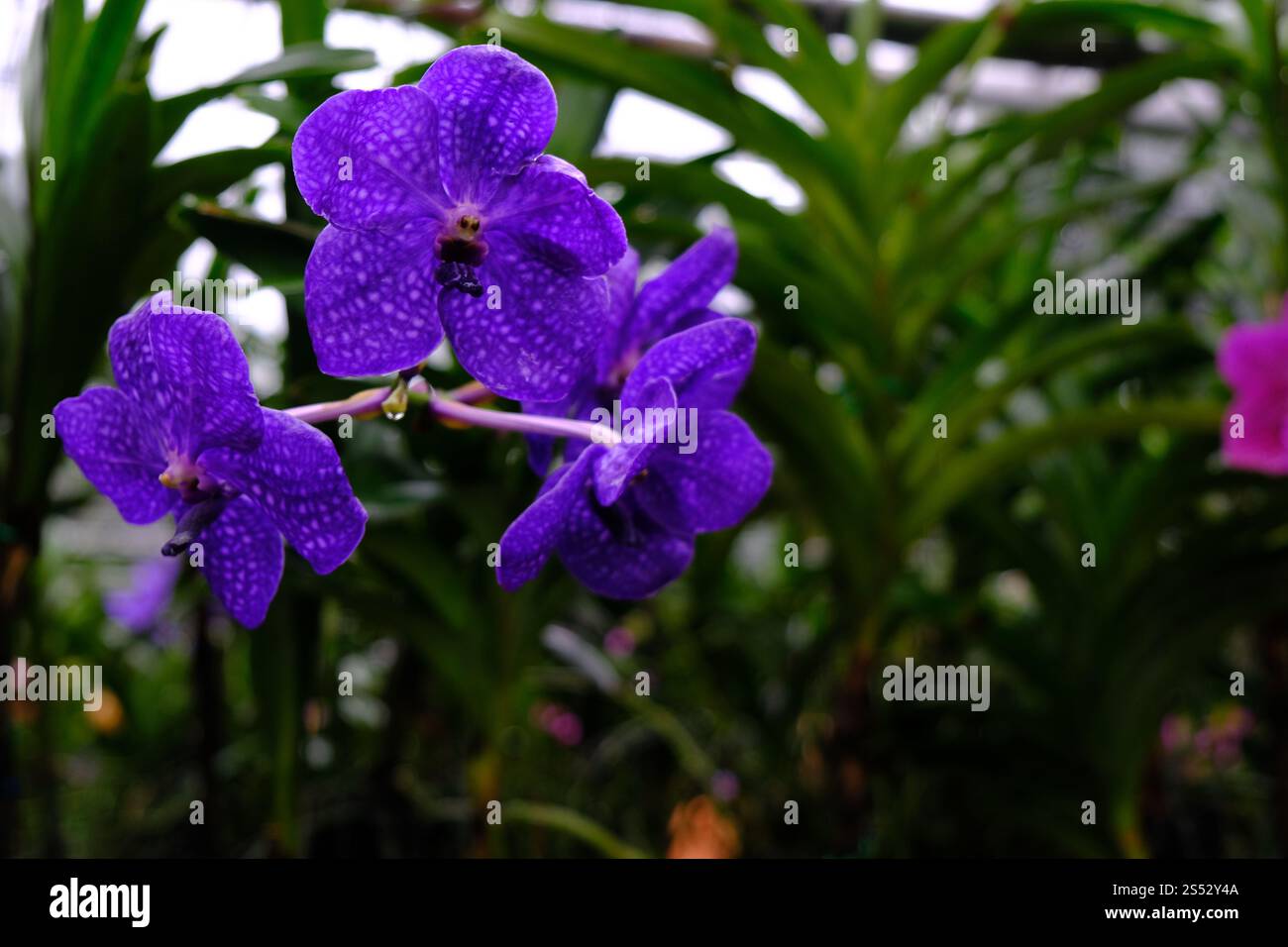 Orchidée fleur de jardin Banque D'Images