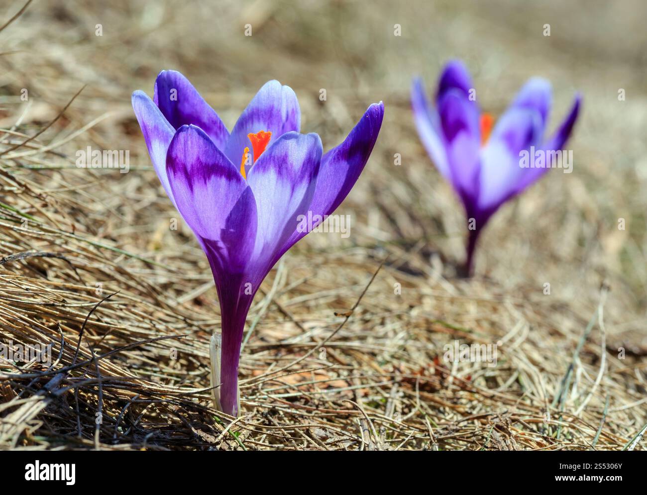 Première violette fleurs crocus au début du printemps sur les Carpates plateau. Banque D'Images