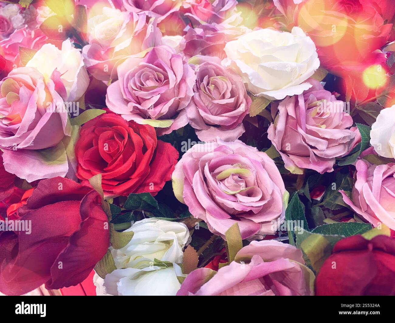 Roses roses naturelles Banque D'Images