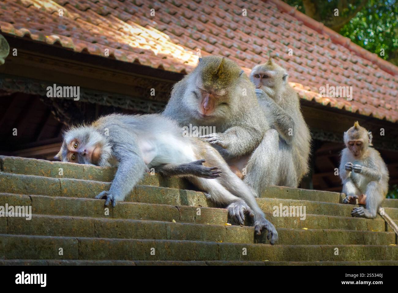 Singes sur le toit d'un temple dans la forêt sacrée des singes, Ubud, Bali, Indonésie. Singes sur le toit d'un temple dans la forêt des singes, Ubud, Bali, Indonésie Banque D'Images