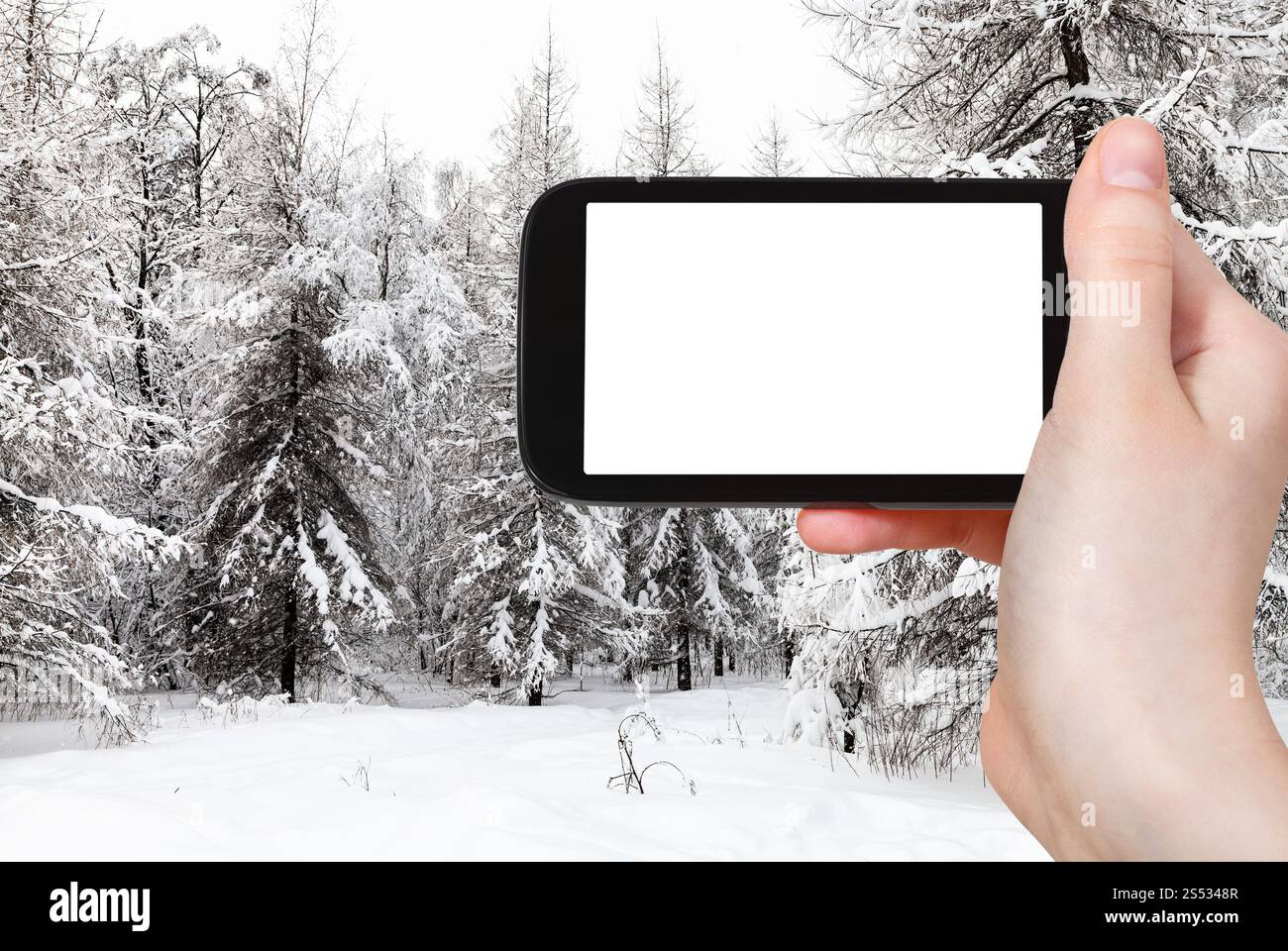 Concept de voyage - photographies touristiques de sapins enneigés et mélèzes dans le parc de la ville en hiver dans la ville de Moscou sur smartphone avec écran de découpe vide avec Banque D'Images