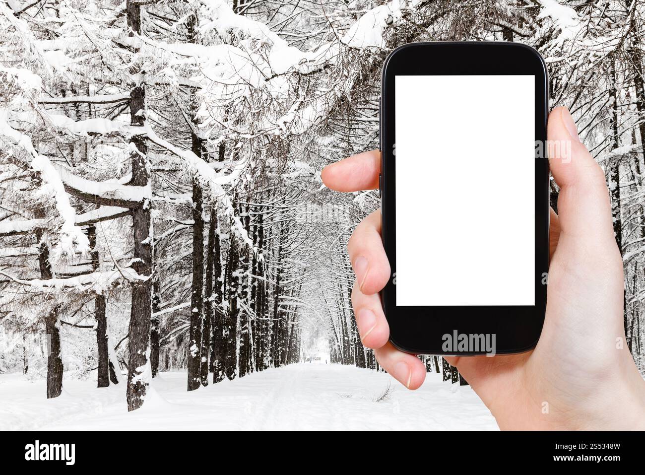 Concept de voyage - photographies touristiques de ruelle de mélèze enneigée dans le parc de la ville en hiver dans la ville de Moscou sur smartphone avec écran de découpe vide avec Banque D'Images
