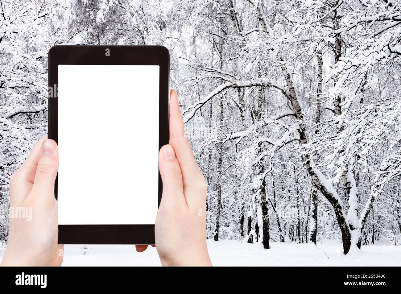 Concept de voyage - photographies touristiques de bouleaux dans le parc enneigé de la ville en hiver dans la ville de Moscou sur smartphone avec écran de découpe vide avec blanc Banque D'Images
