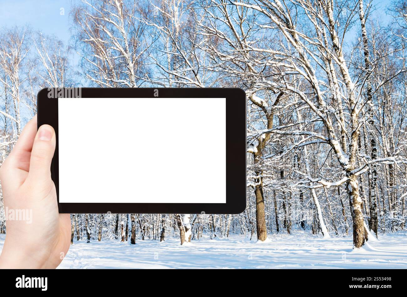 Concept de voyage - photographies touristiques de clairière forestière dans le parc de la ville en hiver dans la ville de Moscou sur smartphone avec écran de découpe vide avec place vide Banque D'Images