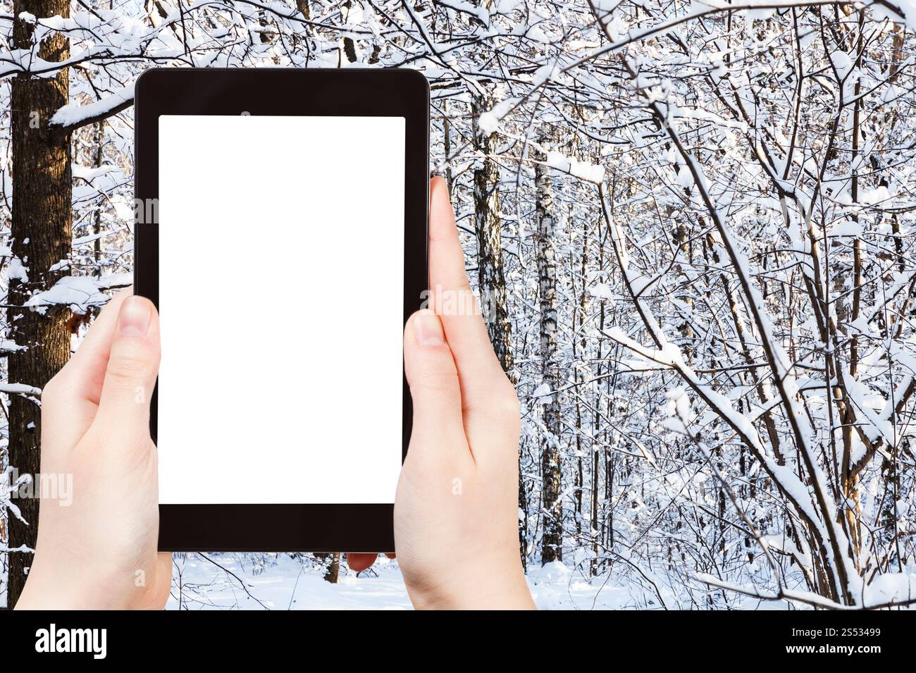 Concept de voyage - photographies touristiques de bouleau enneigé et de pins dans le parc de la ville en hiver dans la ville de Moscou sur smartphone avec découpe vide Banque D'Images