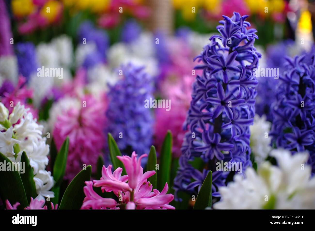 Belle nature Rose et fleur violette dans le jardin naturel Banque D'Images