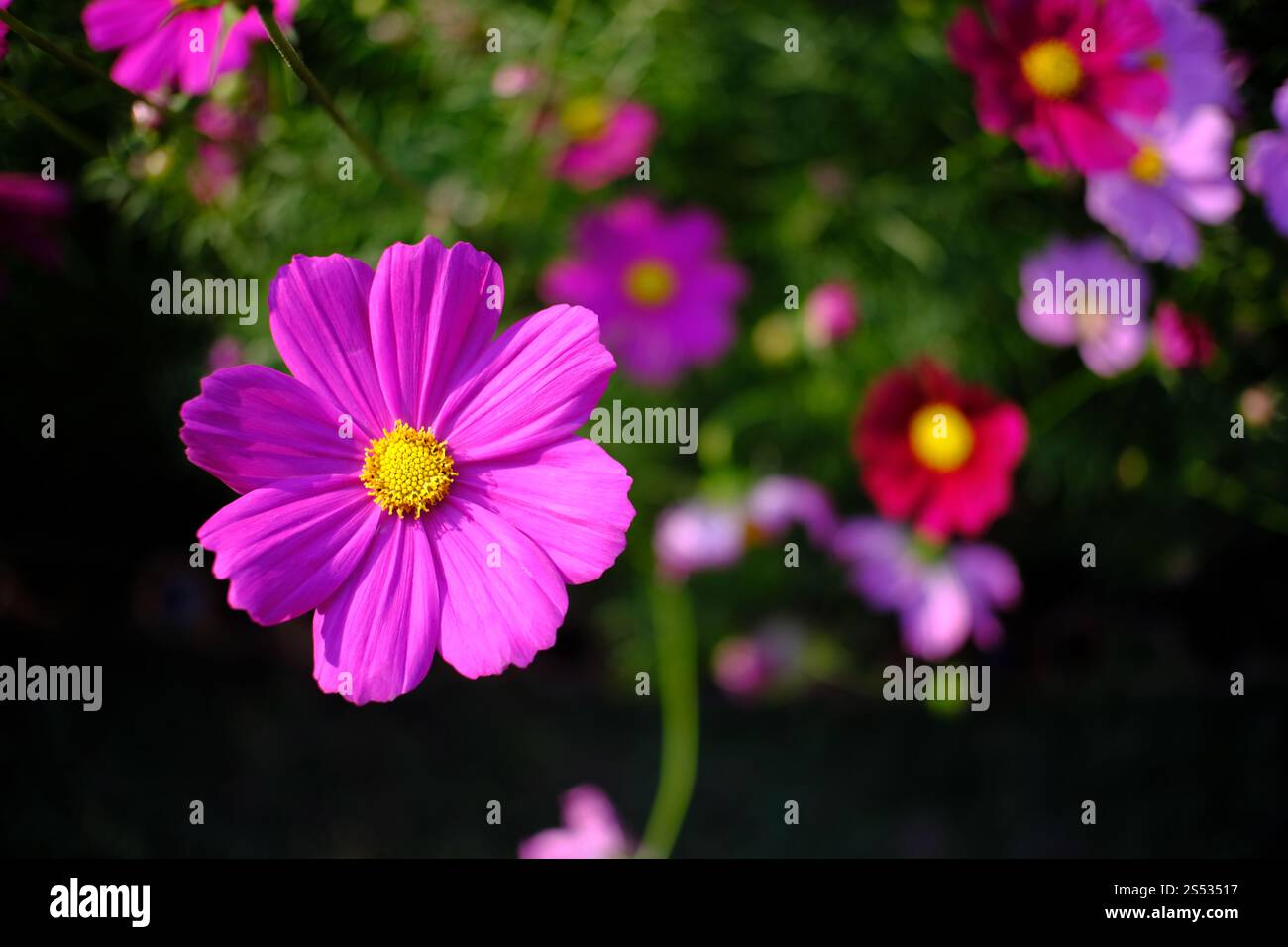 Belle nature pinks fleur dans le jardin de la nature Banque D'Images