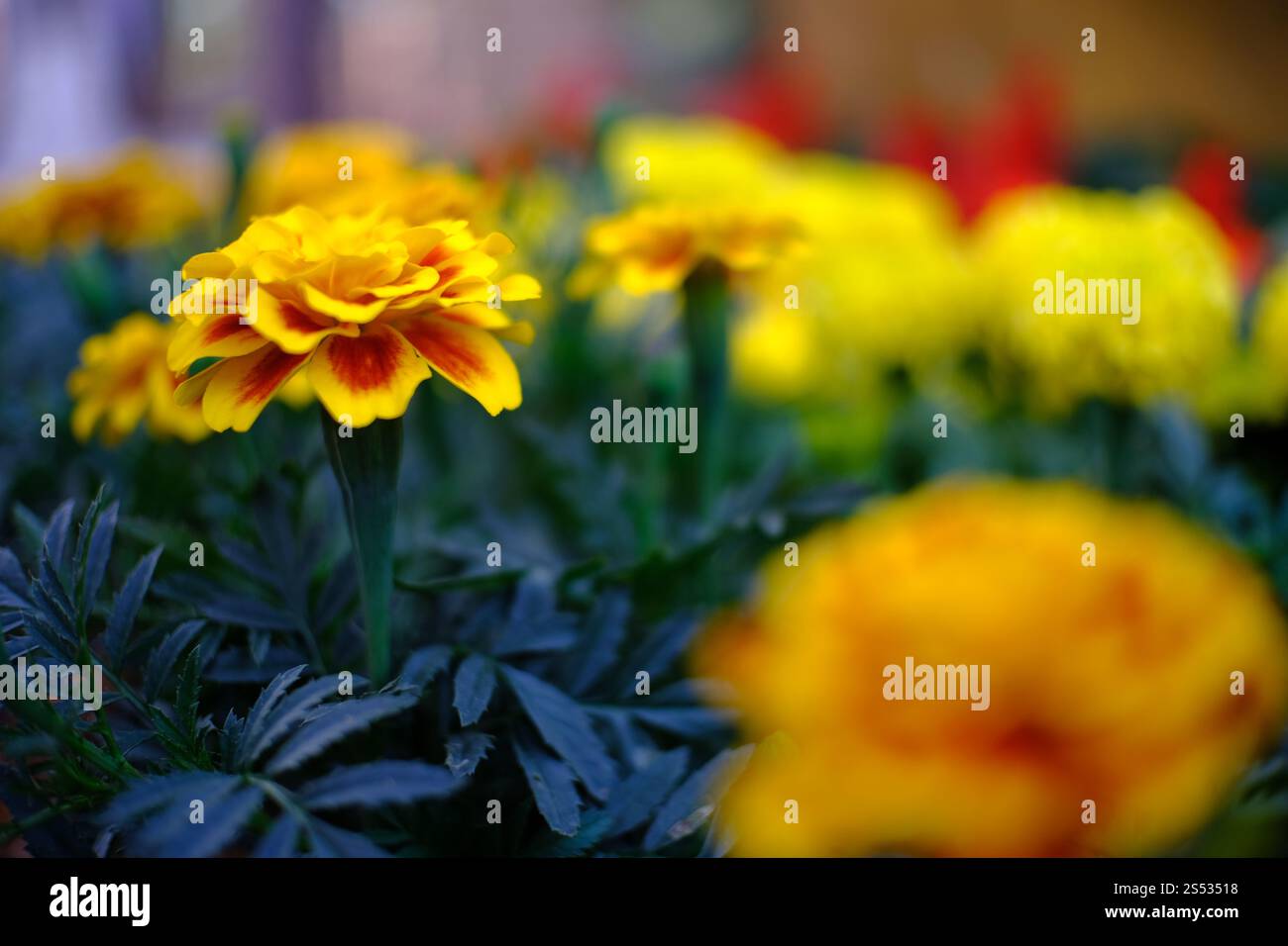 Gros plan de la belle fleur de Marigold dans le jardin Banque D'Images