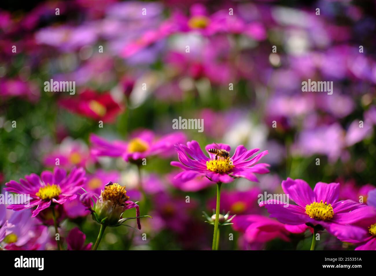Belle nature pinks fleur dans le jardin de la nature Banque D'Images