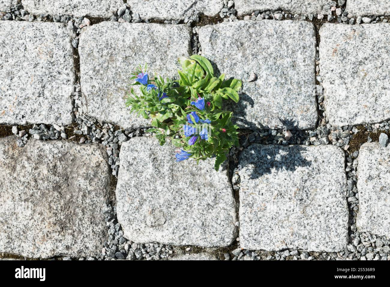 Une fleur poussant parmi les pavés Banque D'Images