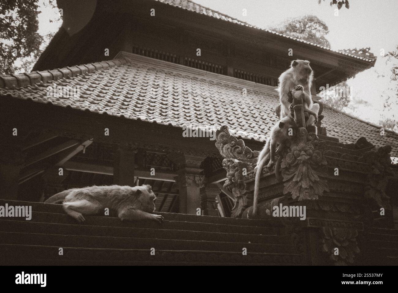 Singes sur le toit d'un temple dans la forêt sacrée des singes, Ubud, Bali, Indonésie. Singes sur le toit d'un temple dans la forêt des singes, Ubud, Bali, Indonésie Banque D'Images