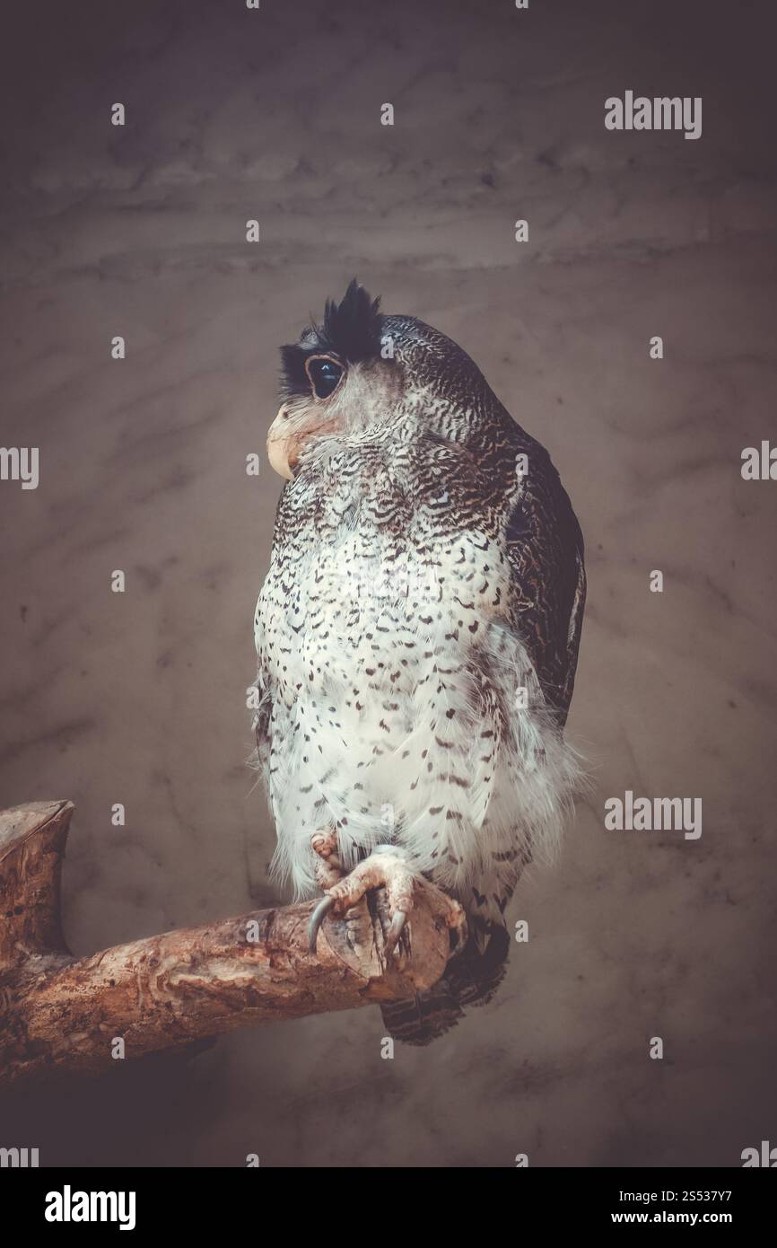 Hibou aigle malais barré perché sur un arbre. Hibou aigle barré Banque D'Images
