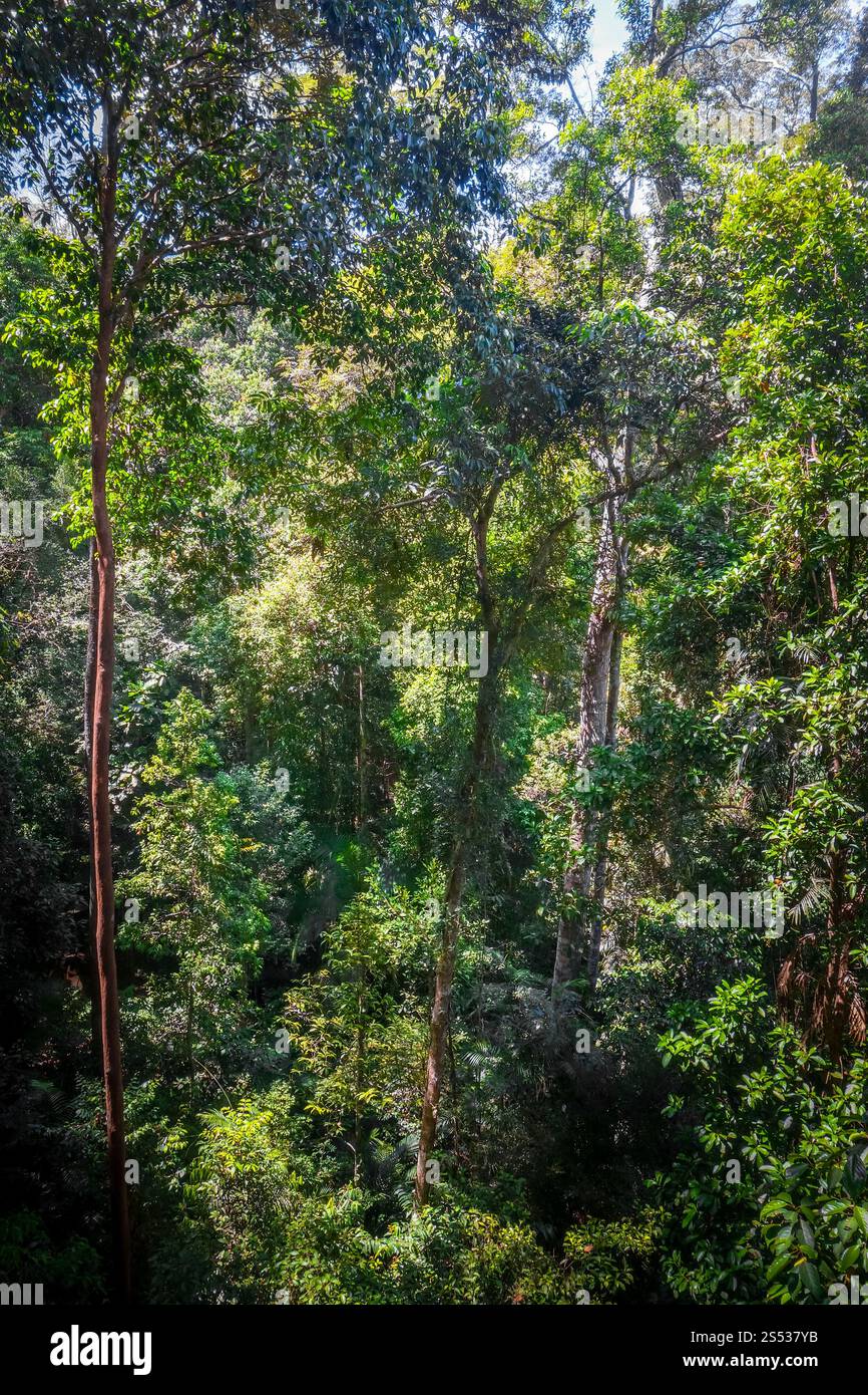 Canopée dans la forêt tropicale de la jungle, parc national de Taman Negara, Malaisie. Canopée dans la jungle, parc national Taman Negara, Malaisie Banque D'Images
