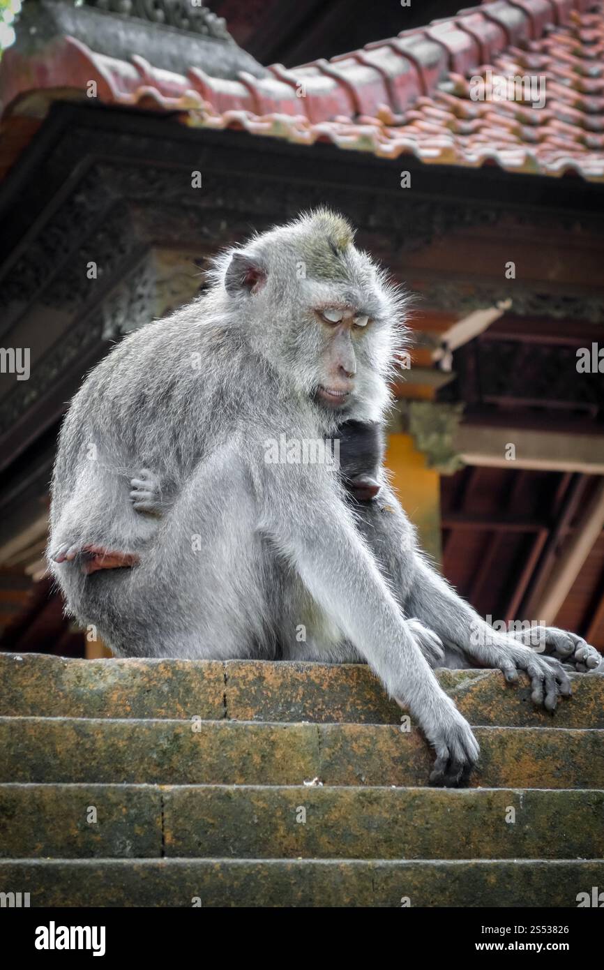 Singes sur le toit d'un temple dans la forêt sacrée des singes, Ubud, Bali, Indonésie. Singes sur le toit d'un temple dans la forêt des singes, Ubud, Bali, Indonésie Banque D'Images