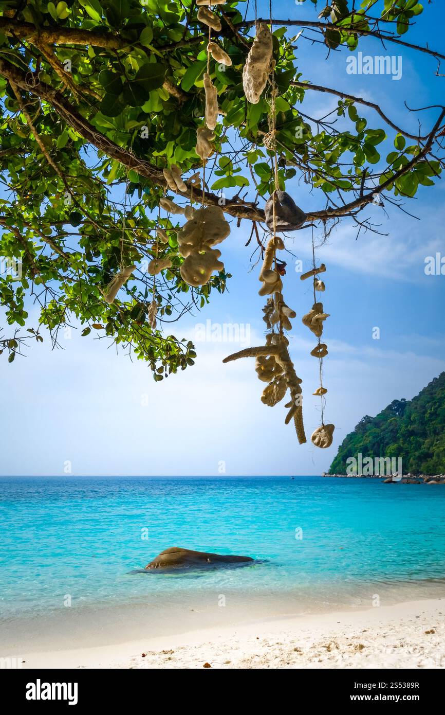 Corail suspendu sur la plage du sanctuaire des tortues, îles Perhentian, Terengganu, Malaisie. Corail suspendu sur Turtle Beach, îles Perhentian, Terengganu, Banque D'Images