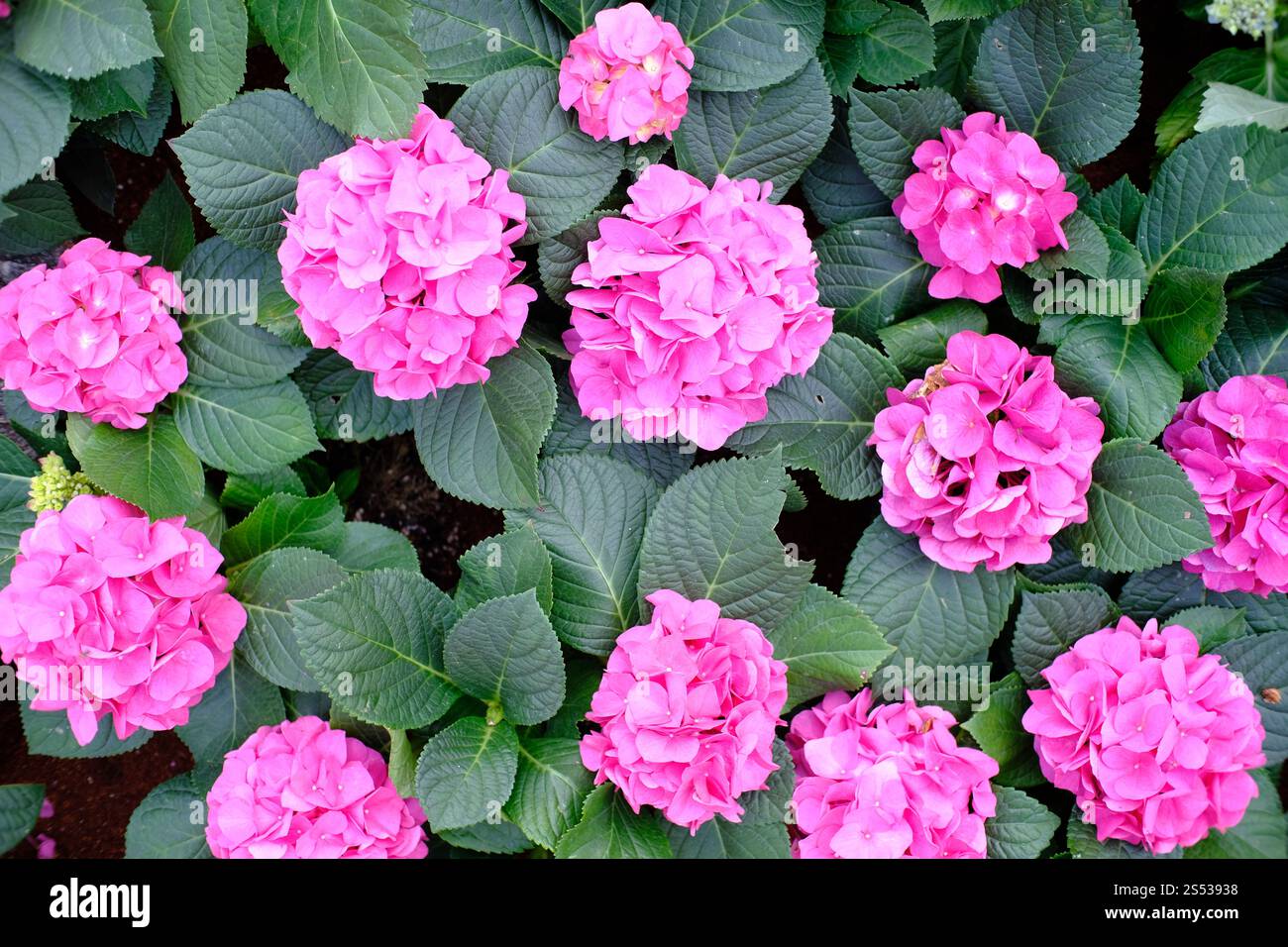 Belle nature pinks fleur dans le jardin de la nature Banque D'Images