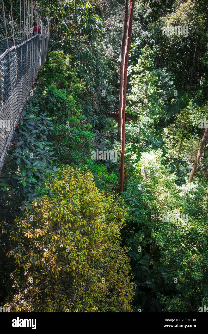 Pont suspendu dans le parc national Taman Negara, Malaisie. Pont suspendu, parc national Taman Negara, Malaisie Banque D'Images