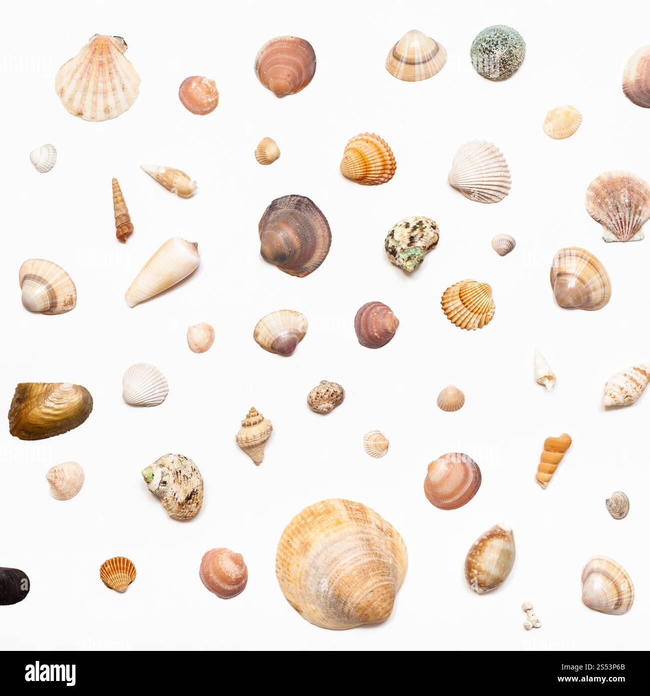 Vue de dessus d'un grand nombre de coquilles de mer séchés naturels sur papier blanc Banque D'Images
