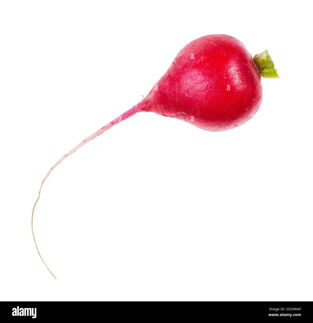 La racine fraîche bio de radis rouge isolé sur fond blanc Banque D'Images