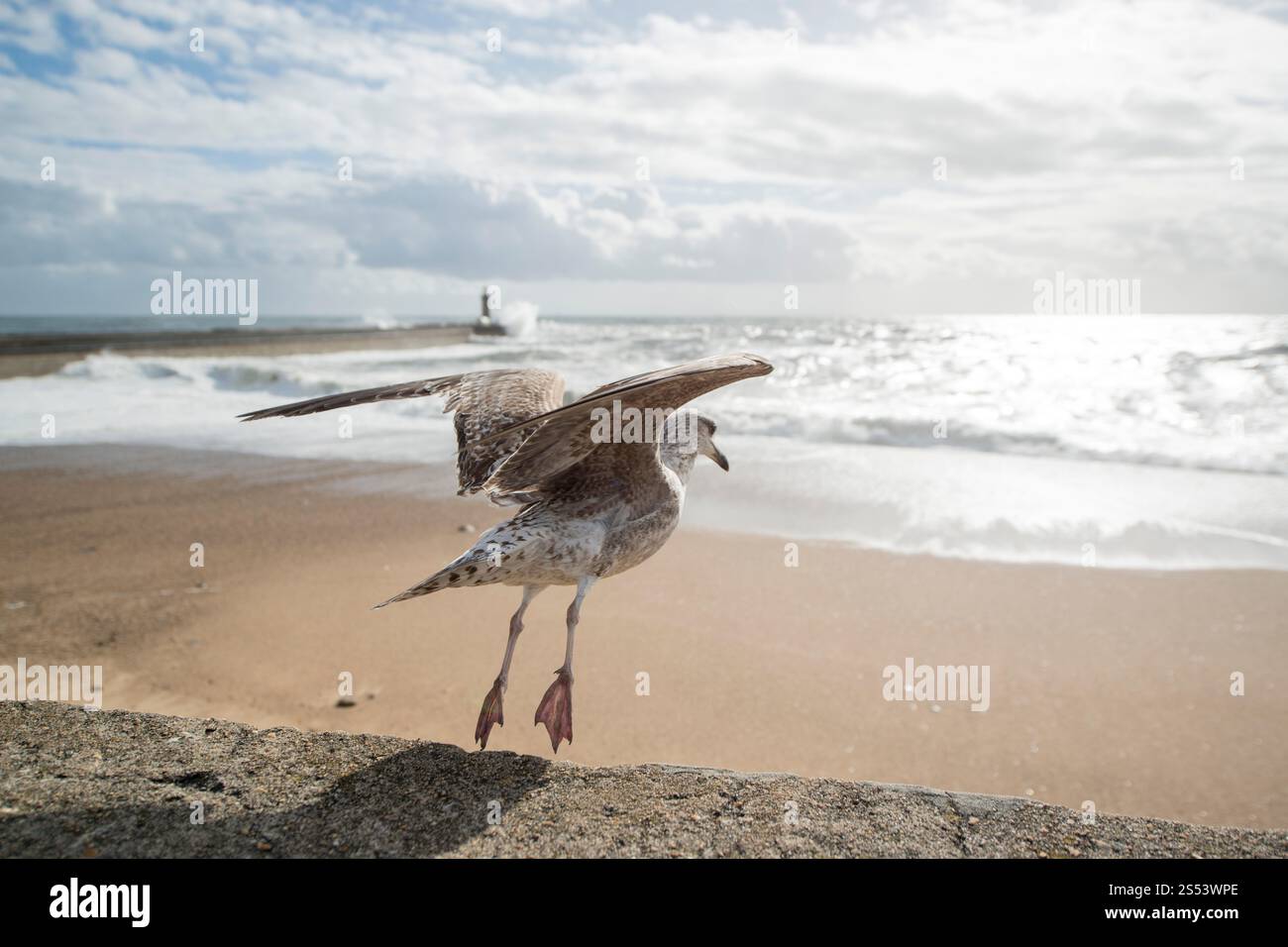 Une mouette par vent et tempête au bord de la plage sur la côte dans le centre-ville de Porto à Porugal en Europe. Portugal, Porto, avril 2019. EUROPE Banque D'Images