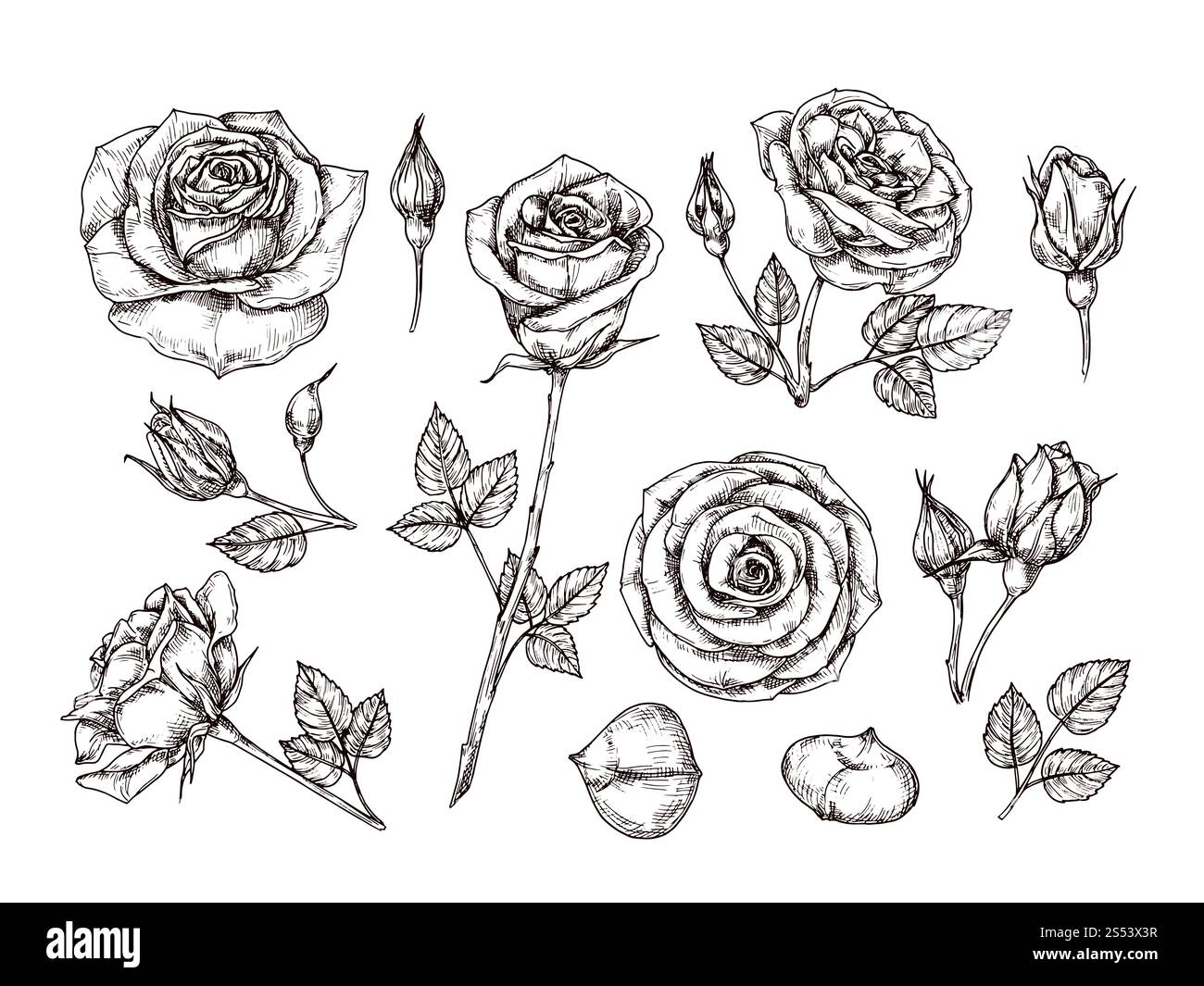 Roses dessinées à la main. Esquissez des fleurs de rose avec des épines et des feuilles. Ensemble isolé botanique de vecteur de gravure vintage noir et blanc. Illustration de rose Banque D'Images