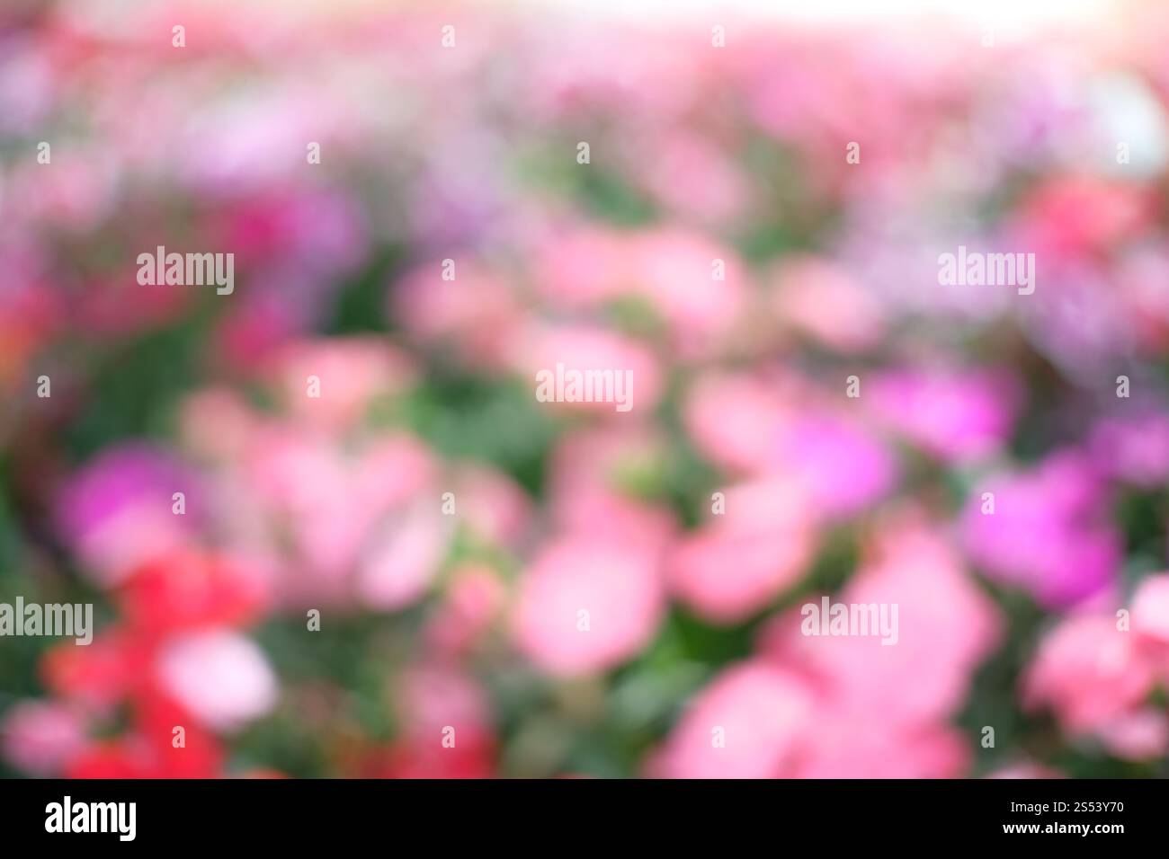 Belle nature pinks fleur dans le jardin de la nature Banque D'Images