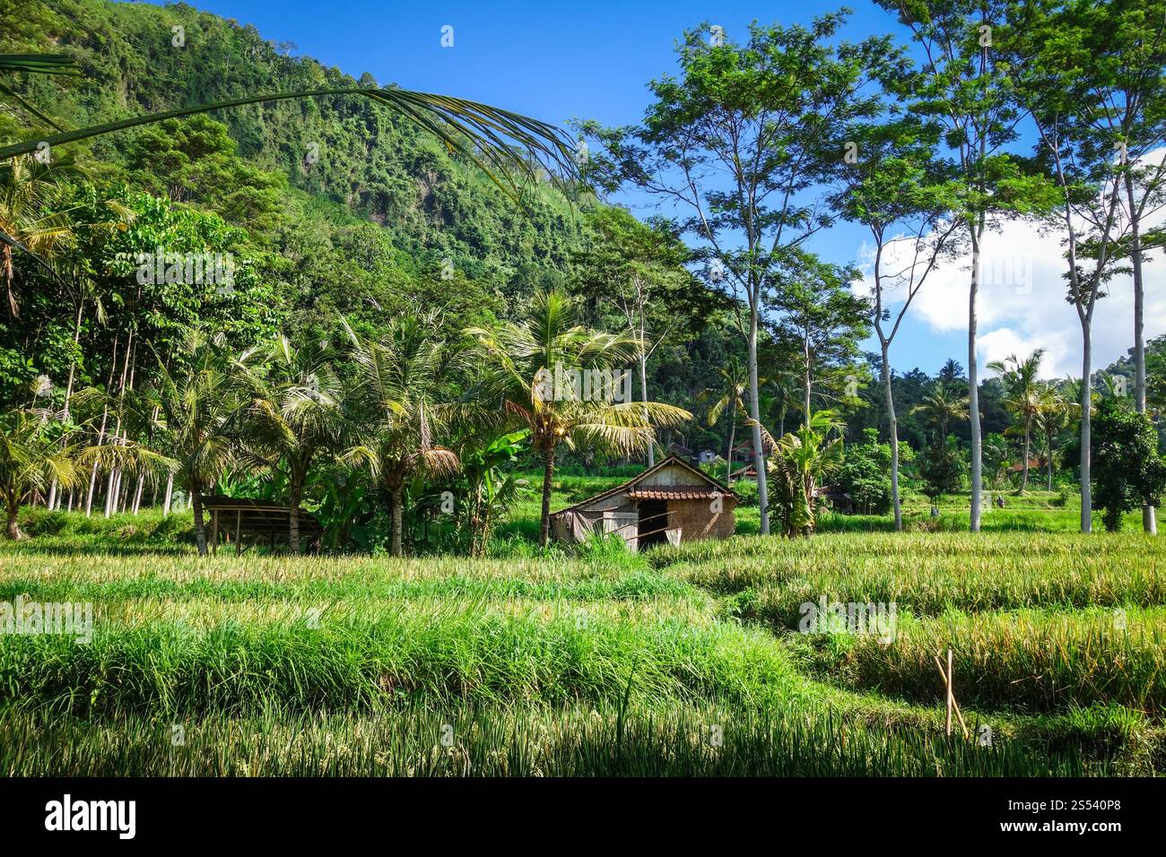 Rizières vertes dans le village de Sidemen, Bali, Indonésie. Rizières vertes, Sidemen, Bali, Indonésie Banque D'Images