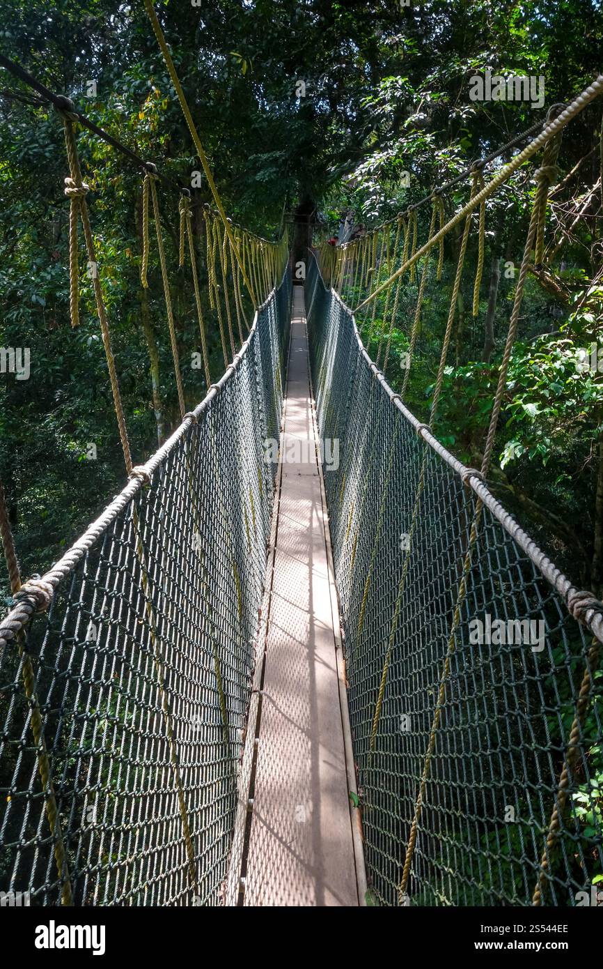 Pont suspendu dans le parc national Taman Negara, Malaisie. Pont suspendu, parc national Taman Negara, Malaisie Banque D'Images
