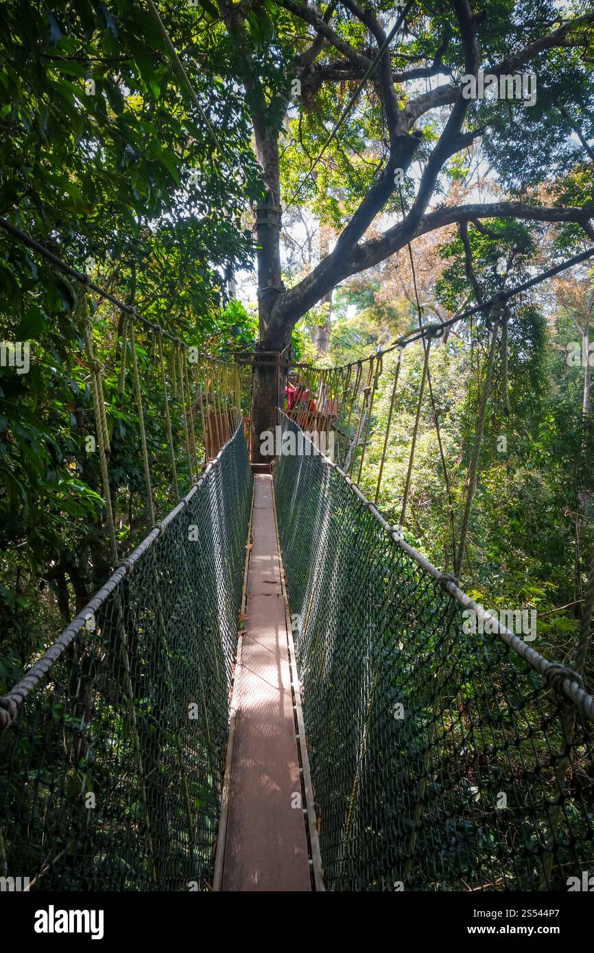 Pont suspendu dans le parc national Taman Negara, Malaisie. Pont suspendu, parc national Taman Negara, Malaisie Banque D'Images