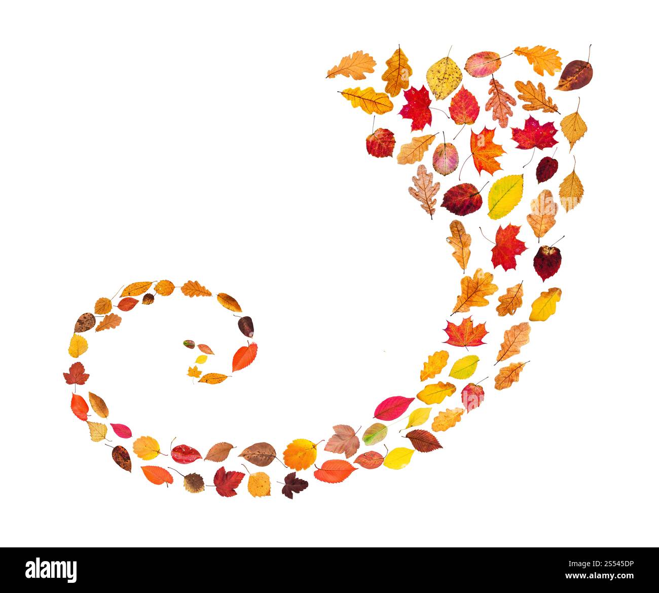 Collage de feuilles d'automne - ornement en spirale à partir de feuilles tombées isolé sur fond blanc Banque D'Images