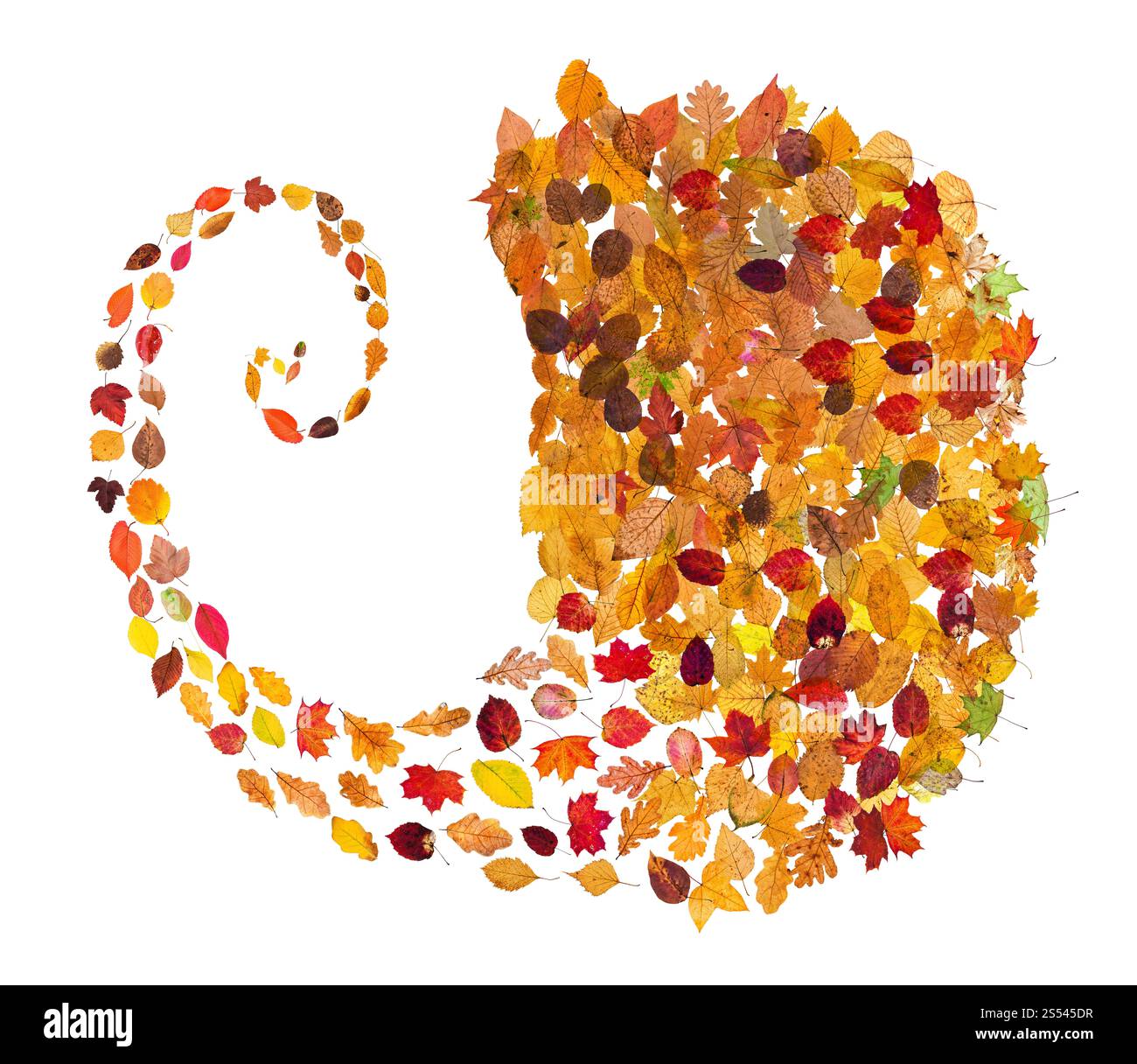 Collage de feuilles d'automne - flux en spirale à partir de feuilles tombées isolé sur fond blanc Banque D'Images