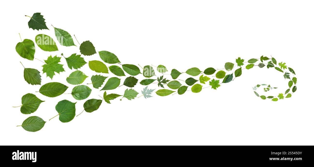 Collage à partir de plusieurs feuilles naturelles - spirale de feuilles vert isolé sur fond blanc Banque D'Images