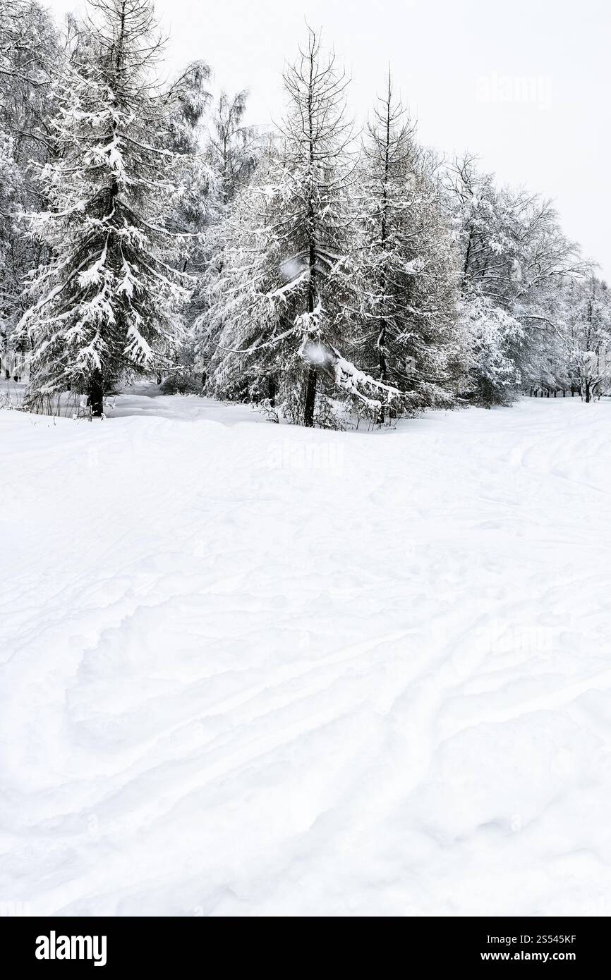 Névé avec pistes de ski et des forêts de conifères couverts de neige sur journée d'hiver Banque D'Images Névé avec pistes de ski et des forêts de conifères couverts de neige sur journée d'hiver Banque D'Images