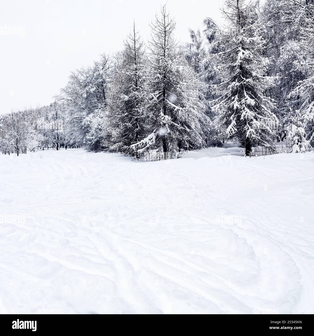 Vue du parc de la ville avec des pistes de ski et neige-couvertes de sapins sur journée d'hiver Banque D'Images Vue du parc de la ville avec des pistes de ski et neige-couvertes de sapins sur journée d'hiver Banque D'Images