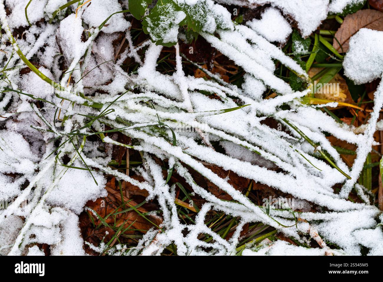 La première la neige recouvre l'herbe verte prairie sur jour d'automne froid Banque D'Images La première la neige recouvre l'herbe verte prairie sur jour d'automne froid Banque D'Images