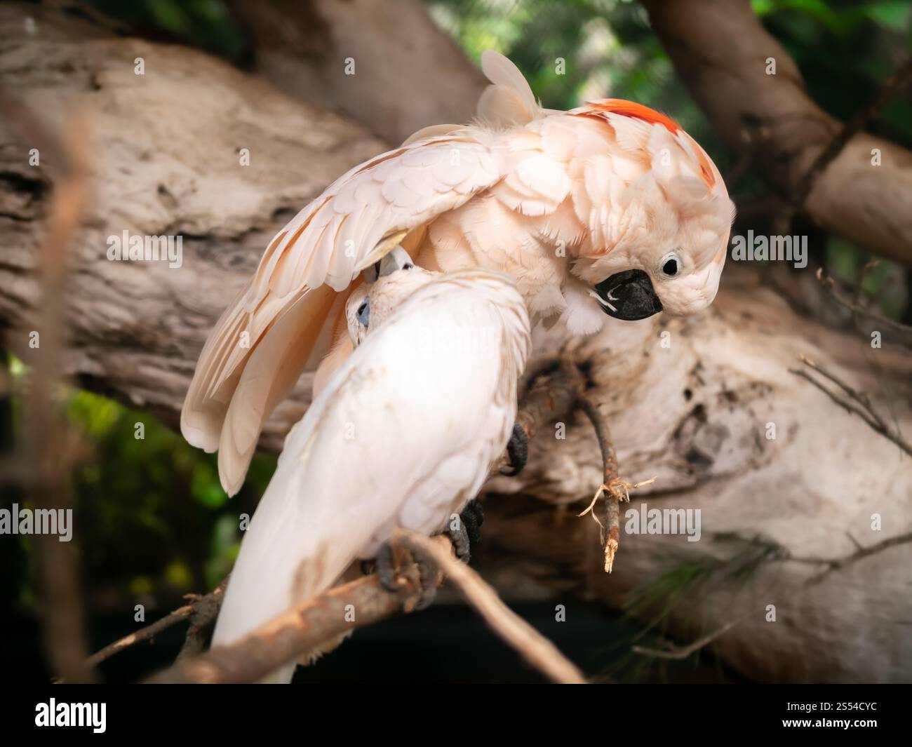 Gros plan photo mignonne de deux perroquets de cacatoès blancs se nettoyant mutuellement des plumes dans la volière. Gros plan image mignonne de deux perroquets blancs cacatoès nettoyant Banque D'Images