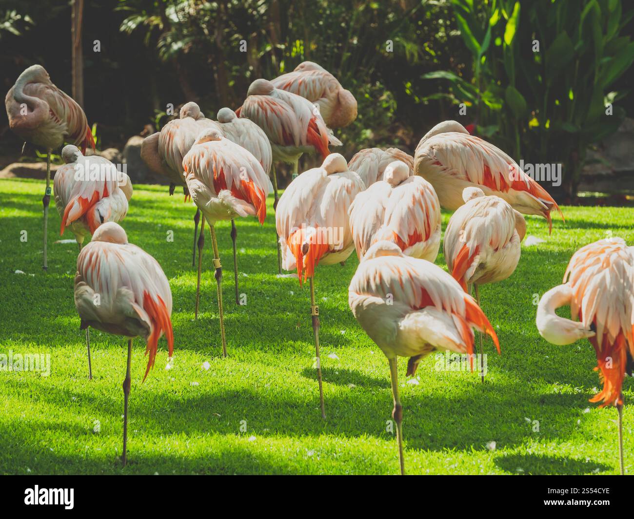 Photo tonifiée d'oiseaux flamants rouges dans la volière du zoo Loro Parque, île de Tenerife, Canaries. Image tonifiée d'oiseaux flamants rouges dans la volière à Banque D'Images