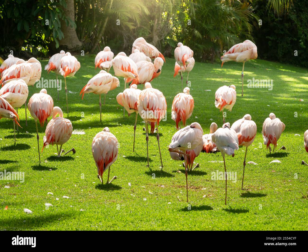 Belle photo en gros plan du troupeau de flamants roses mangeant de l'herbe sur le terrain. Belle image en gros plan d'un troupeau de flamants roses mangeant de l'herbe sur le terrain Banque D'Images