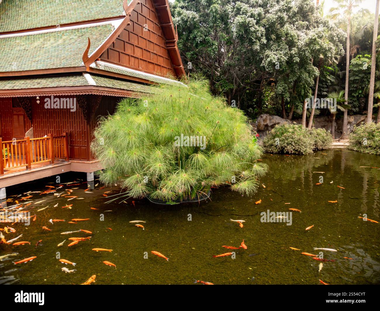 Belle photo de la maison thaïlandaise traditionnelle en bois avec des poissons carpes koi nageant dans l'étang au jardin. Belle image de la maison thaïlandaise traditionnelle en bois Banque D'Images