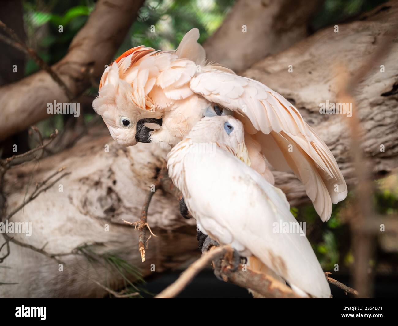 Gros plan photo de deux perroquets blancs assis sur la branche et nettoyant leur plume. Gros plan de deux perroquets blancs assis sur la branche et Banque D'Images