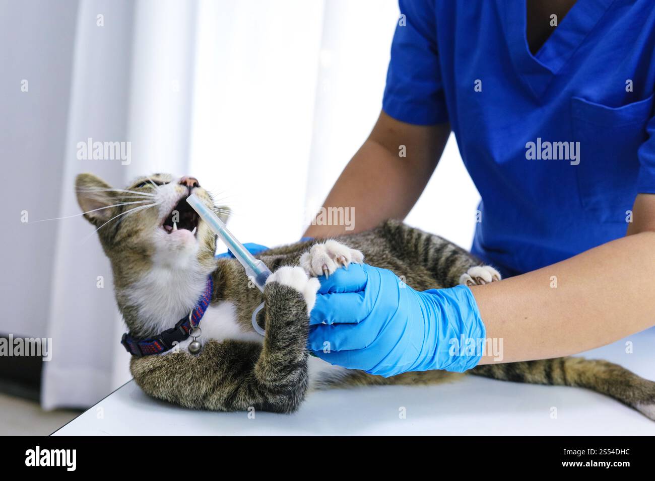 Chat sur le tableau d'examen de la clinique vétérinaire. Soins vétérinaires. Vétérinaire médecin et chat Banque D'Images