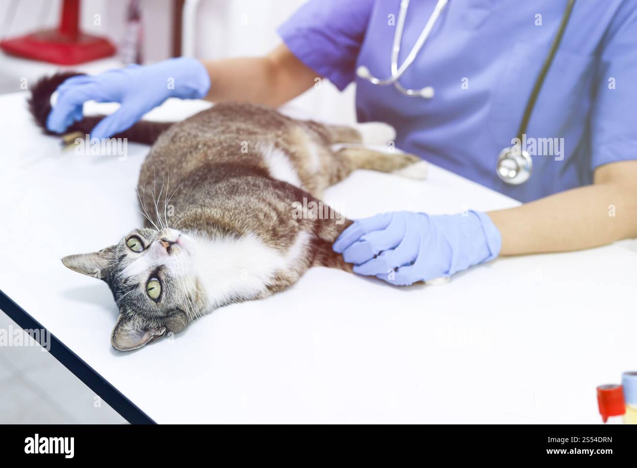 Chat sur le tableau d'examen de la clinique vétérinaire. Soins vétérinaires. Vétérinaire médecin et chat Banque D'Images