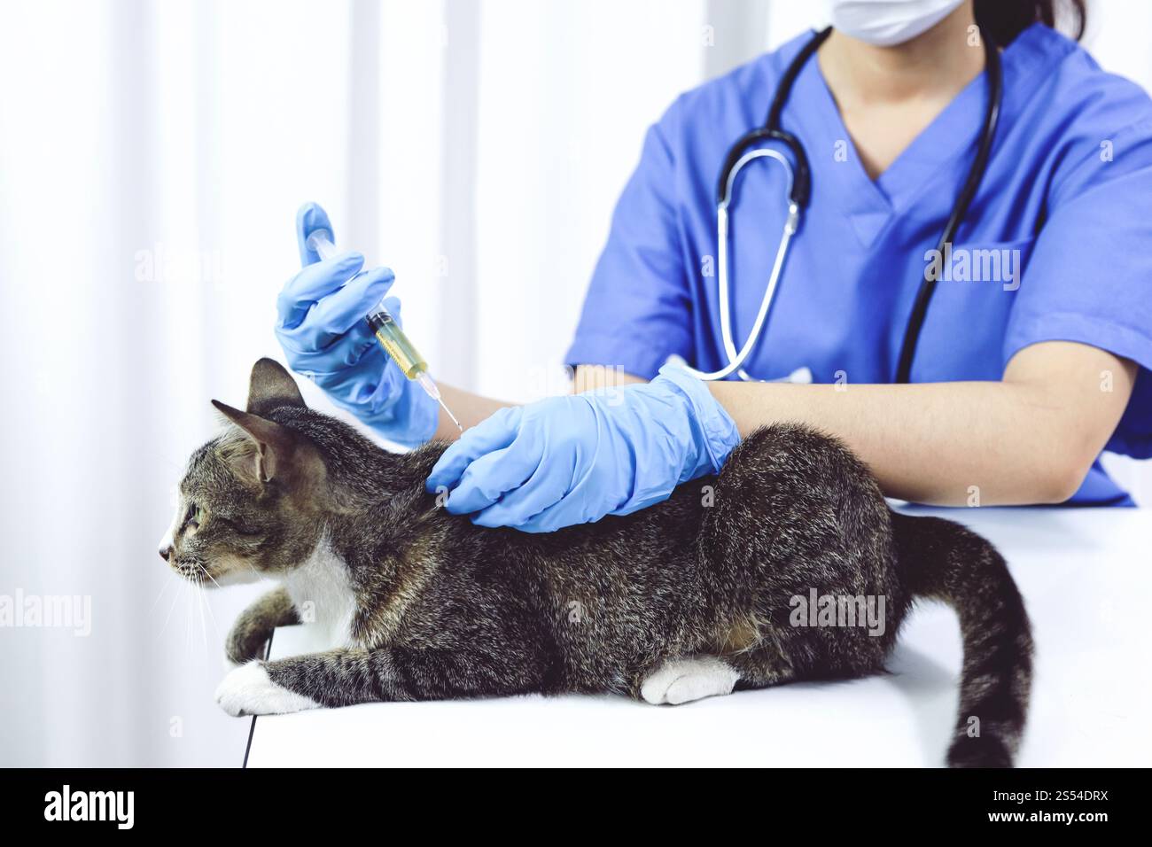 Chat sur le tableau d'examen de la clinique vétérinaire. Soins vétérinaires. Vétérinaire médecin et chat Banque D'Images