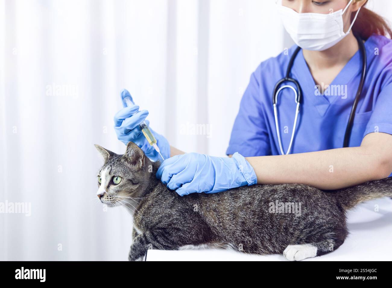 Chat sur le tableau d'examen de la clinique vétérinaire. Soins vétérinaires. Vétérinaire médecin et chat Banque D'Images