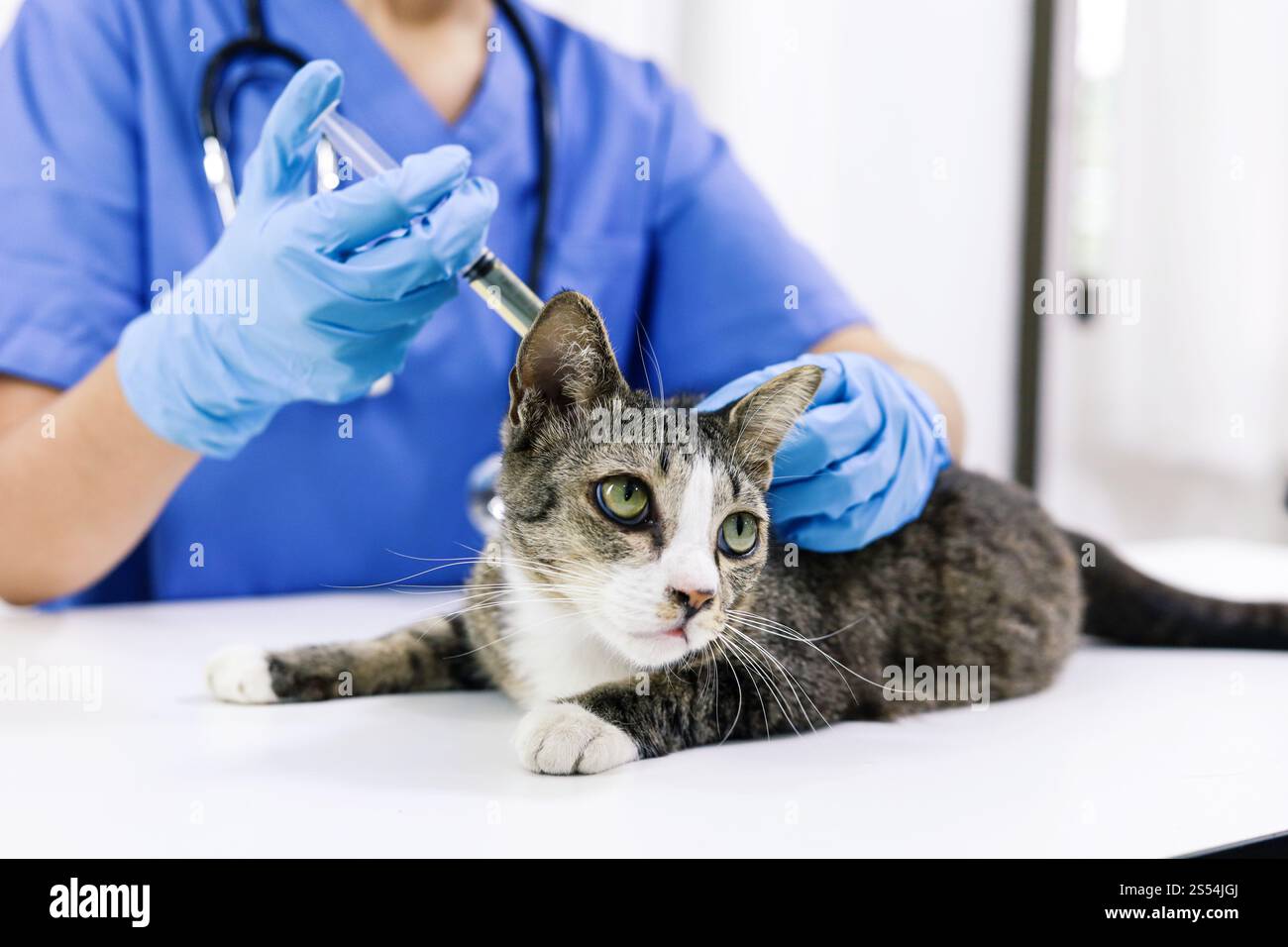 Chat sur le tableau d'examen de la clinique vétérinaire. Soins vétérinaires. Vétérinaire médecin et chat Banque D'Images