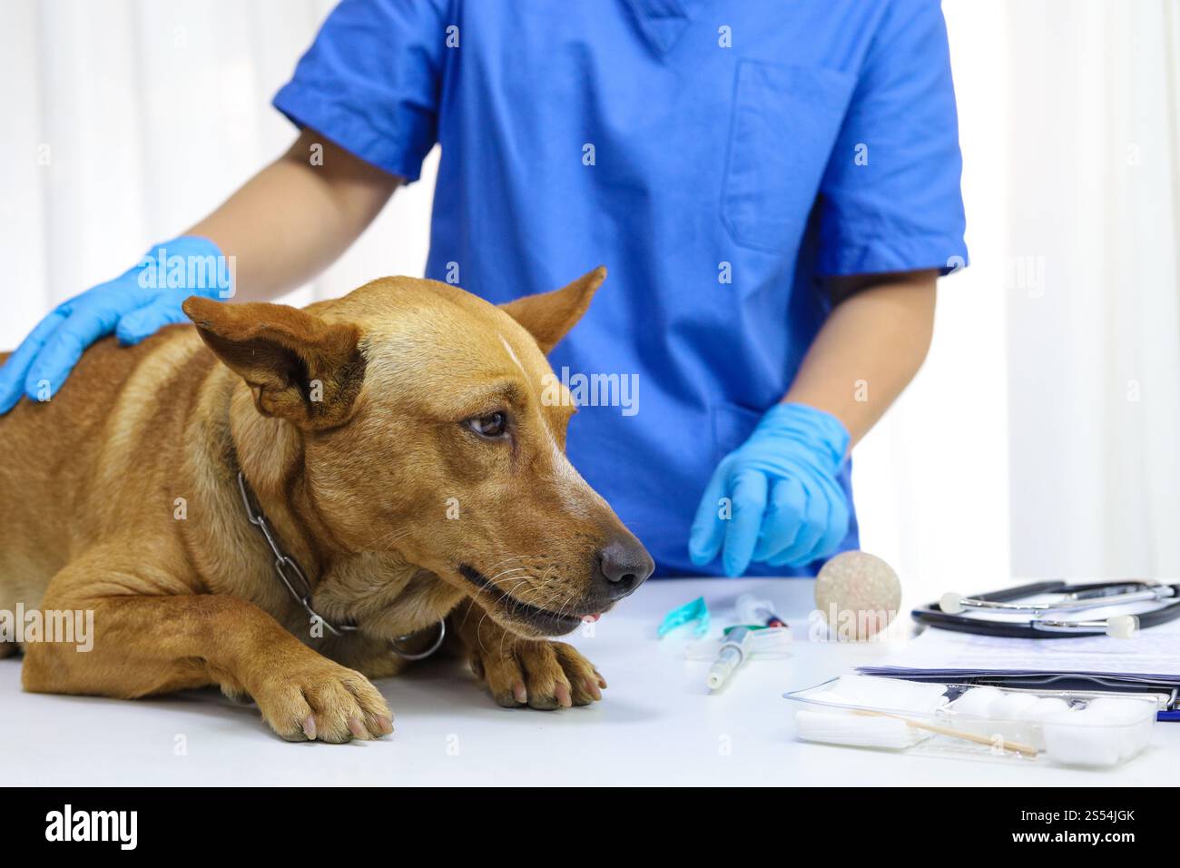 Chien sur la table d'examen de la clinique vétérinaire. Soins vétérinaires. Vétérinaire médecin et chien Banque D'Images